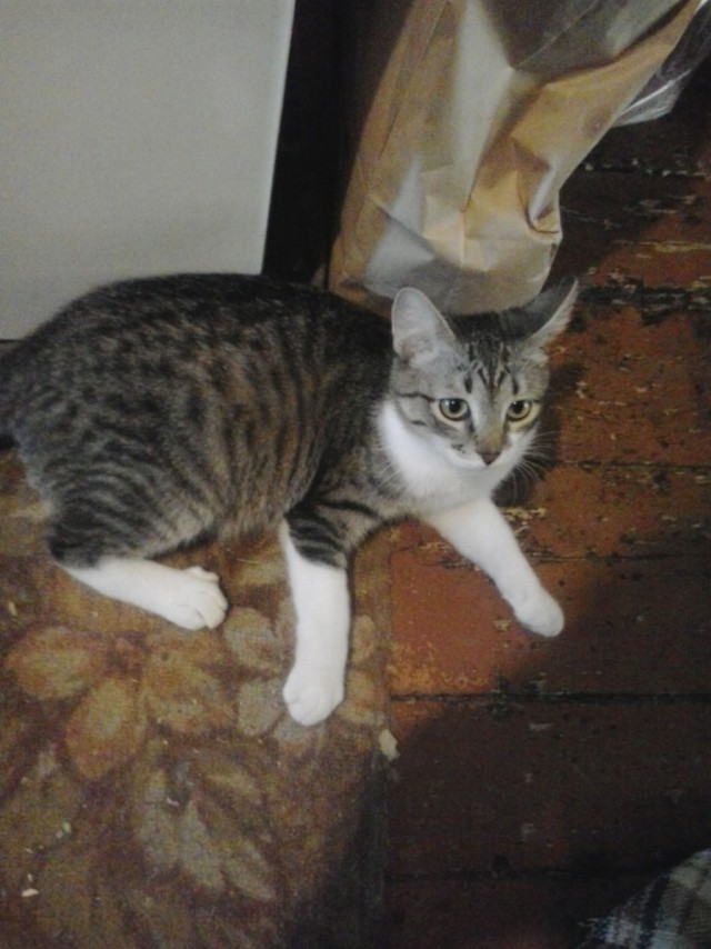 Котовторник. Начало.