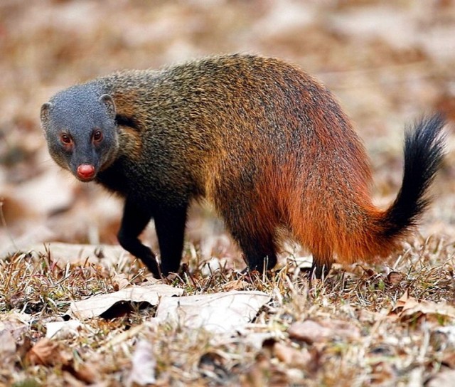 Живность 15.03.20