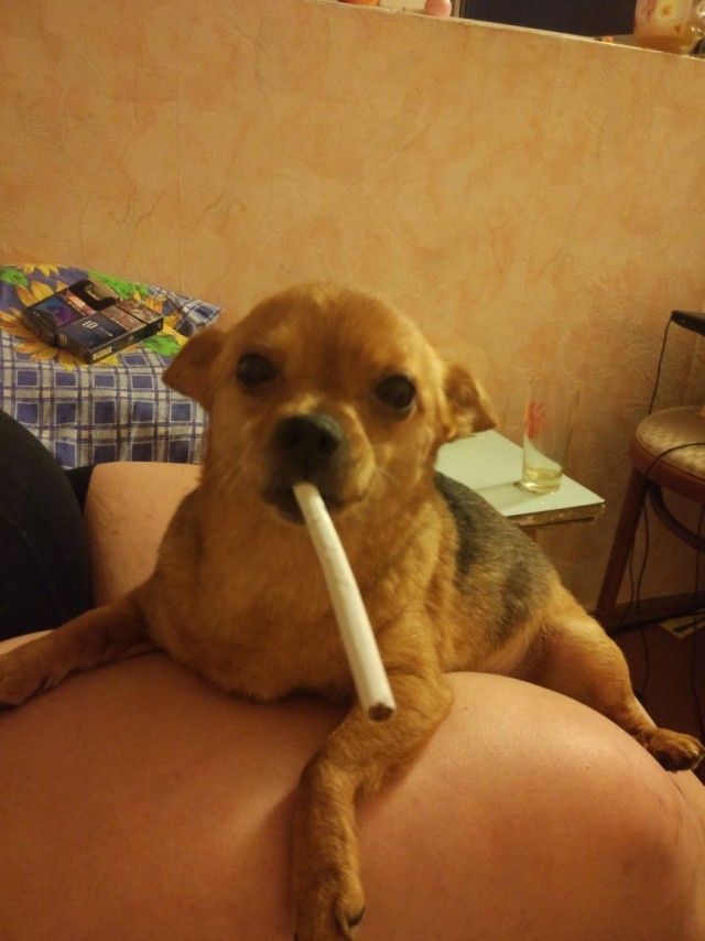 Эти забавные животные