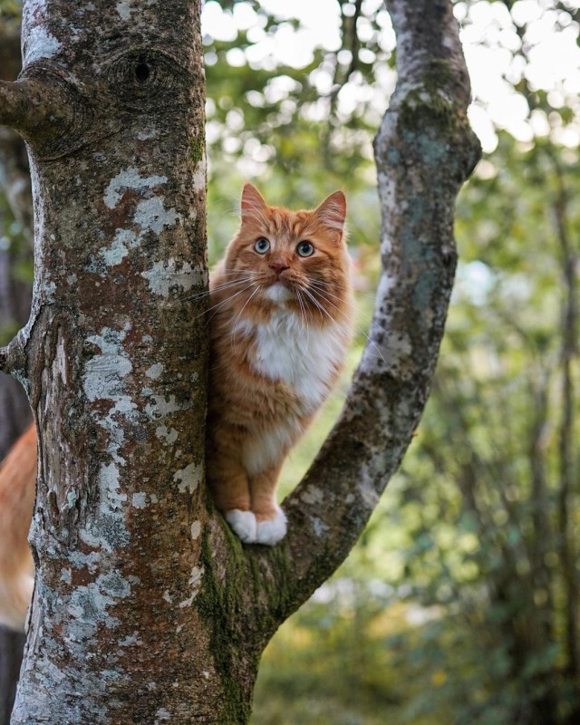 Которник