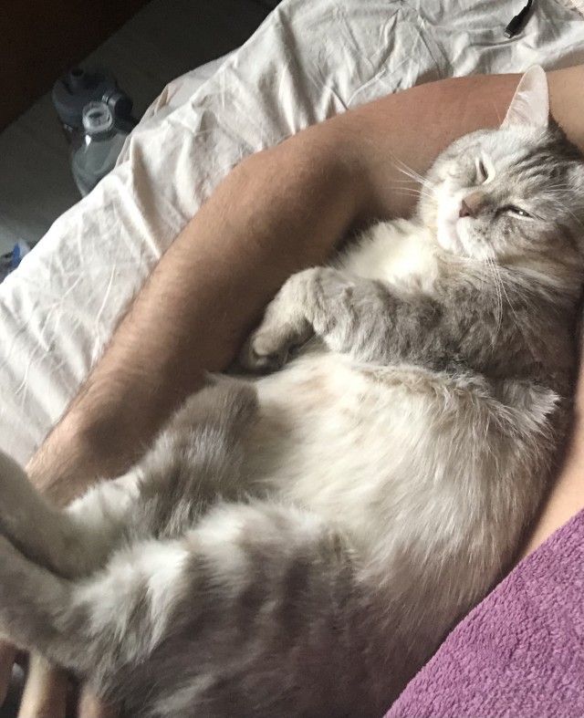 Хоба! Котовторник!