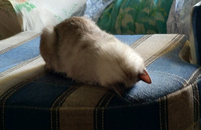 Кошка Варя