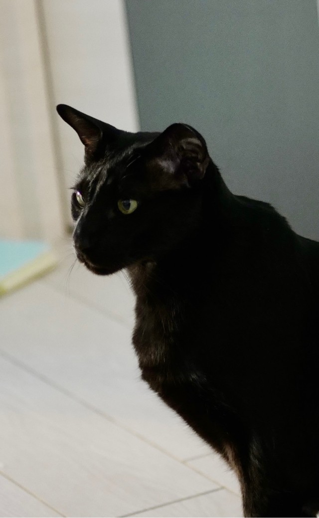 Котовторник 07.06.2022