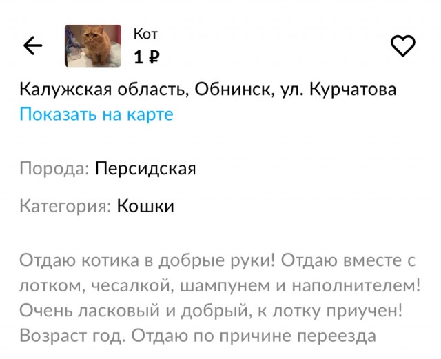 Очень грустный кот!
