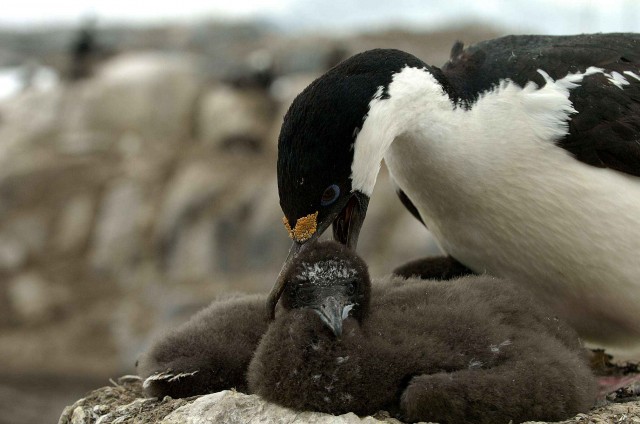 Северный ледовитый океан