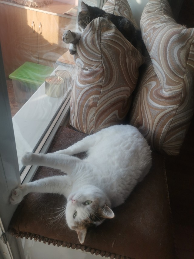 Котоюмор на ЯП. Веселые кото-картинки!
