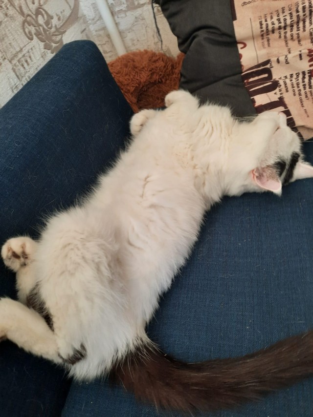 Коточетверг!