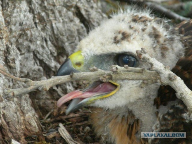 Эллис - доморощенный ястреб(15 фото)