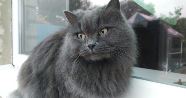 Котёнок ловит муху