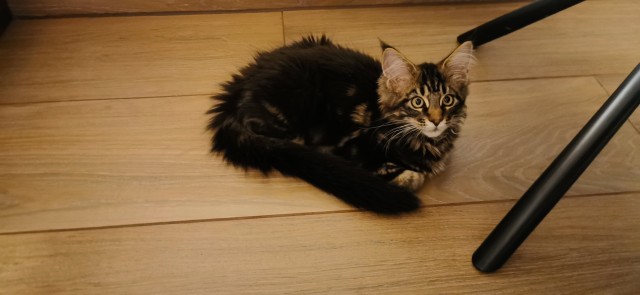 Мой котик, 3 месяца от роду