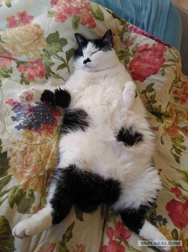 Откуда у котов курдюк и зачем он нужен?