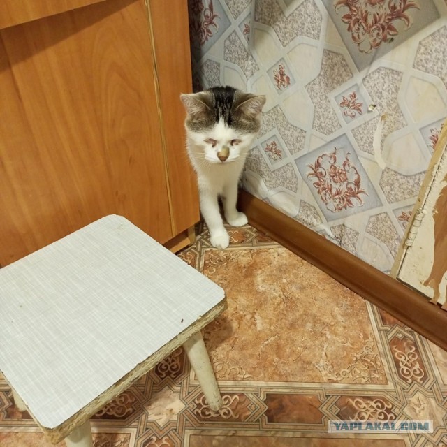 Новая Жизнь (К Кошачьему Вторнику)