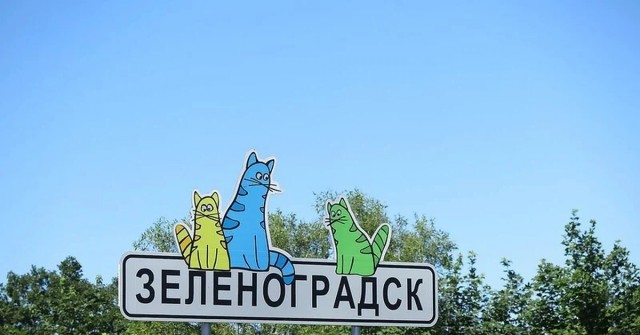 Калининградский Роспотребнадзор ответил магазину про возвращение сотрудника-кота и предложил сети торговать сувенирами