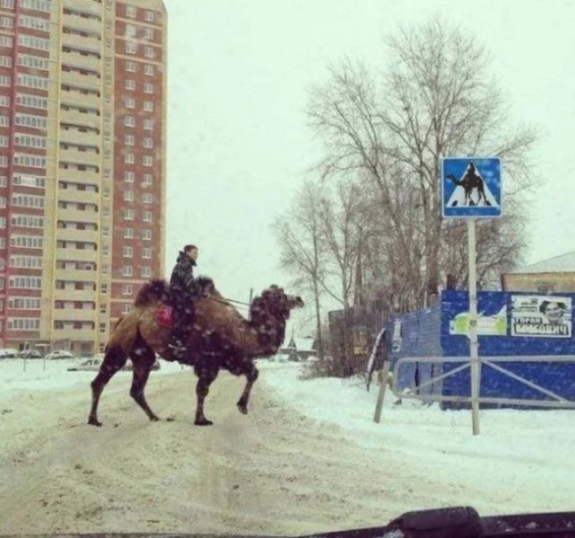Небольшая коллекция фотокарточек, на которых творится какая-то дичь