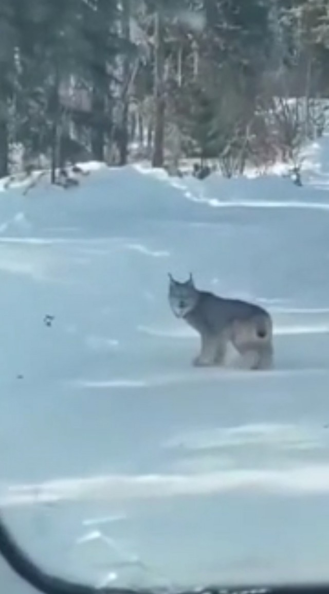 Рыська