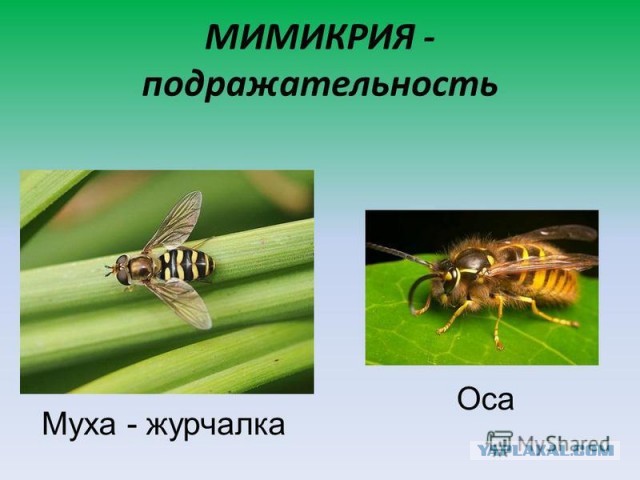 ЯП просветительный (Пчелы/Шмели/Осы/Шершни)