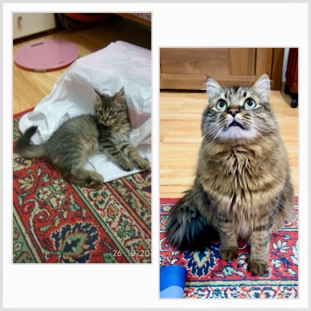 Котовторник, от мала до велика