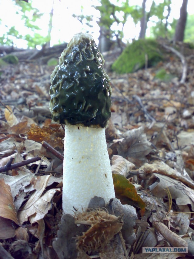 Урожай сморчков в Сибири