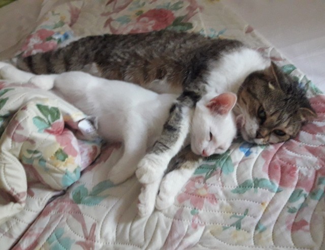 Котовторник