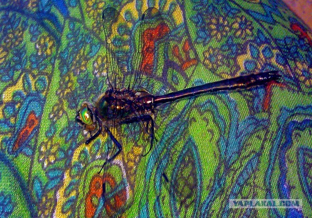 Немного летнего макро