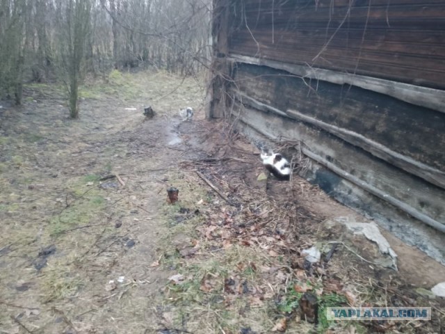 Жизнь домашнего приюта для котеек 533
