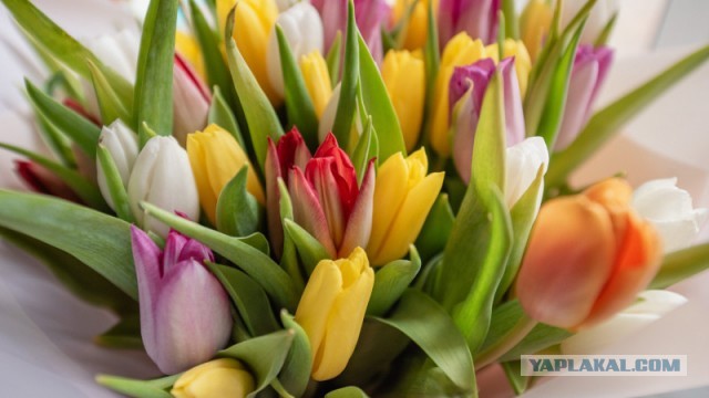 Союзу православных женщин нет покоя