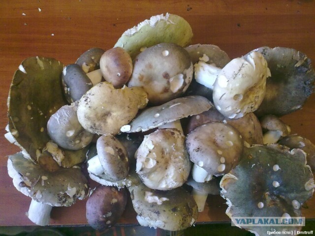 Поход за грибами,