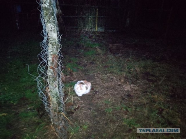 Жизнь домашнего приюта для котеек 566