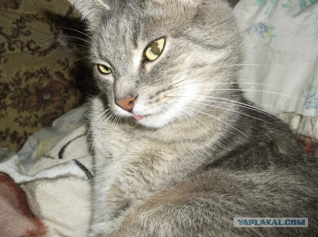 Котовторник 23.07.2013