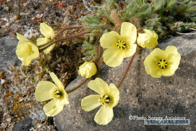 Красота! Лето на Ямале. Фото