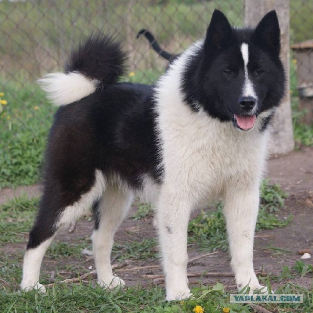 О, my dog