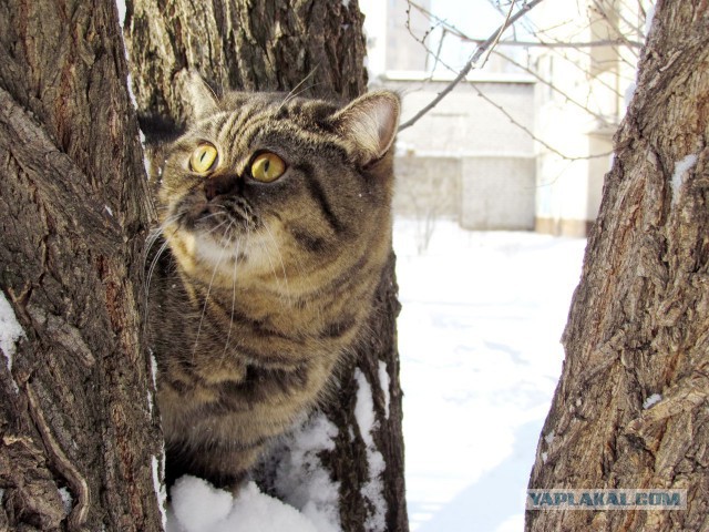 Котофея первый снег