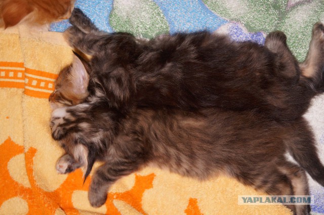 Котовторник  08.04.2014