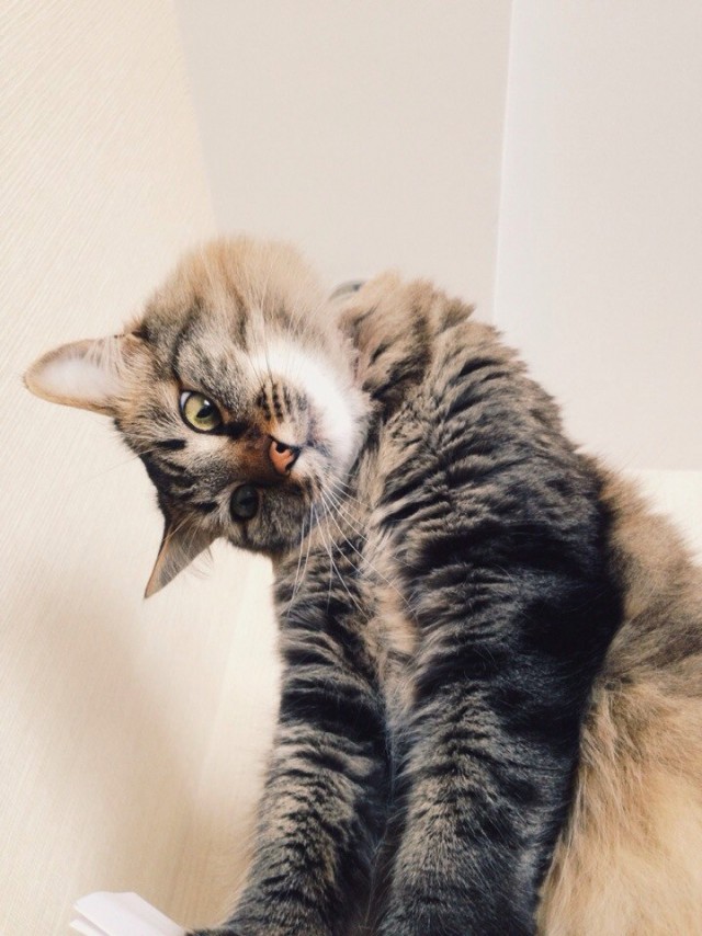 С Котовторником!