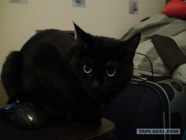 Котовторник  08.07.2014