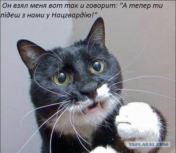 Коты бьют тревогу!