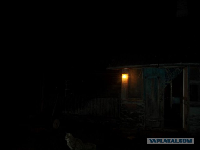 Жизнь домашнего приюта для котеек 30