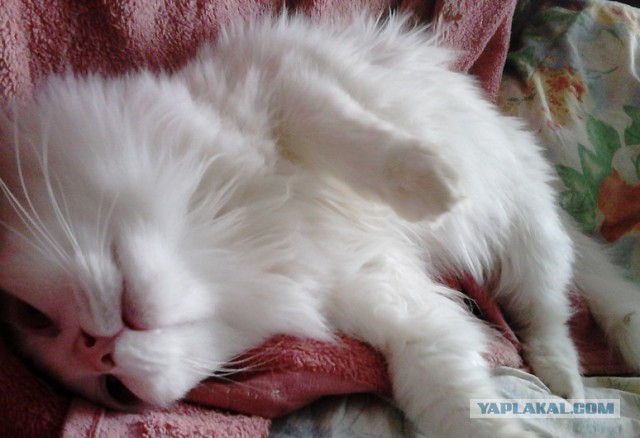 Котовторник 28.10.2014