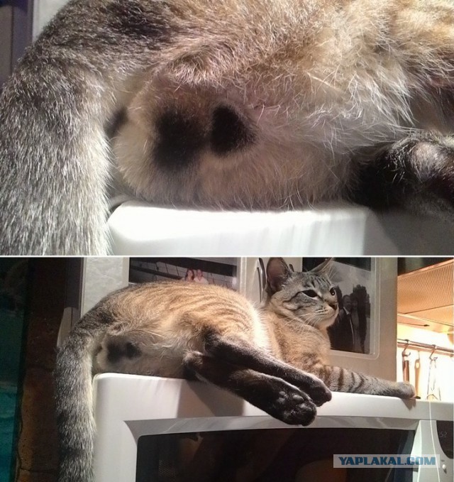 Котовторник