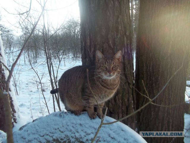 Жизнь домашнего приюта для котеек 48