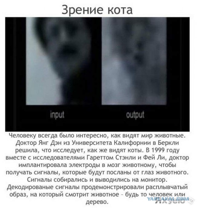 Самые аморальные эксперименты в истории