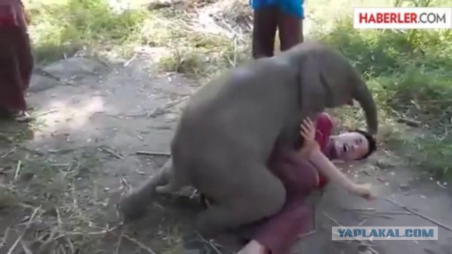 Выебал Слона