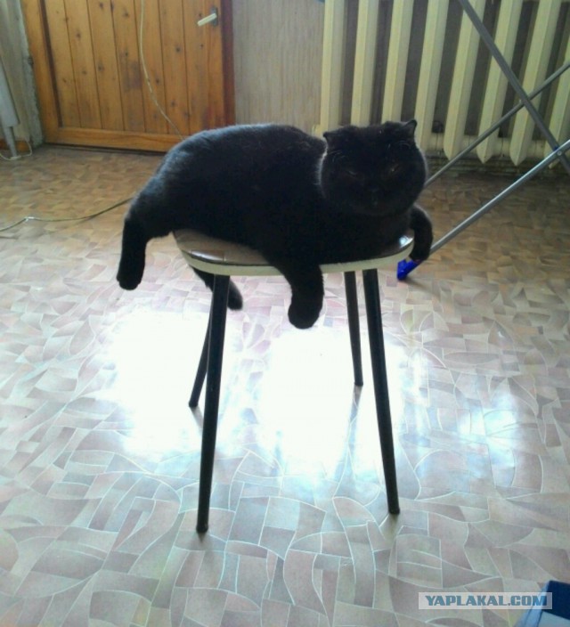 Котовторник 15.03