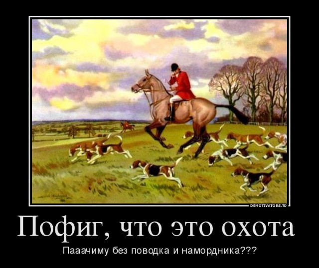 Собаки на пляже бесят только меня?