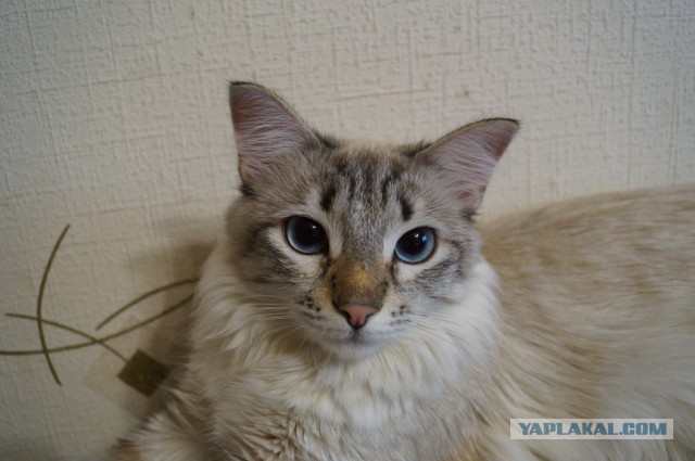 Котовторник 25.10. 2016