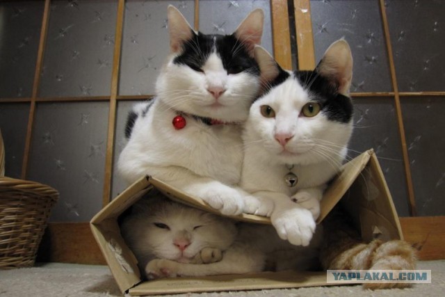 Коробочные коты или кошачий склад