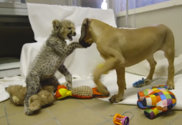 Собака и гепард познакомились будучи еще совсем маленькими...