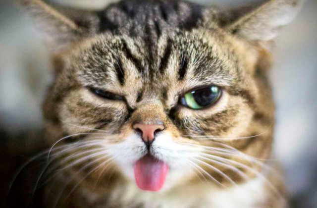 Коты и Кошки