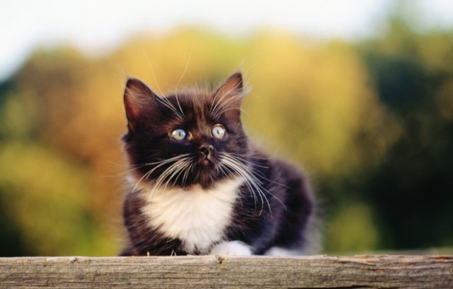 Коты и Кошки