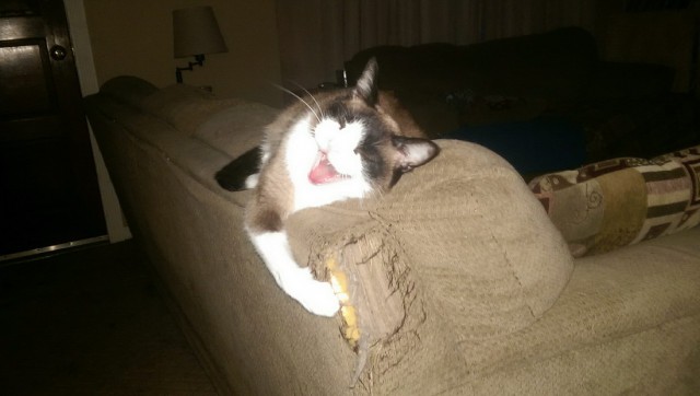 Коты и Кошки